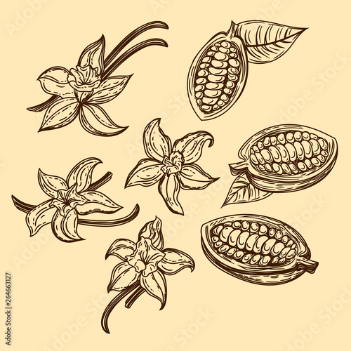 Vector hand drawn set of vanilla and cocoa beans in the engraving style.