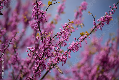 Purple flower blossoms against a bright blue sky. Tree blooms get ready to unfold into leaves as the branches caress the bright sunlight. © Thorin Wolfheart