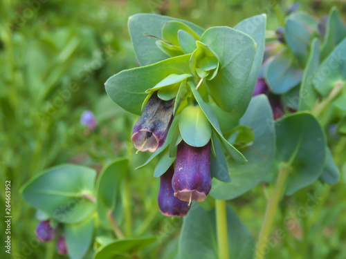 Tokyo,Japan-April 21, 2019: Cerinthe major in a garden in Tokyo photo