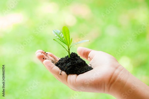 seedling in hand of kid and dad with abundance soil and blurry green background with sun light