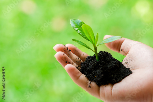 seedling in hand of kid and dad with abundance soil and blurry green background with sun light
