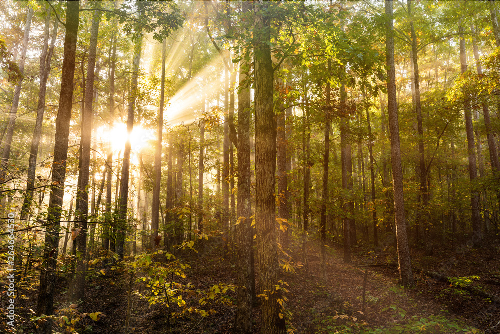 Naklejka premium Sunlight rays beam through a foggy Arkansas pine forest. The fog allows the light rays to be shown as they pierce the dense wilderness of the Ozark Mountain woods. 