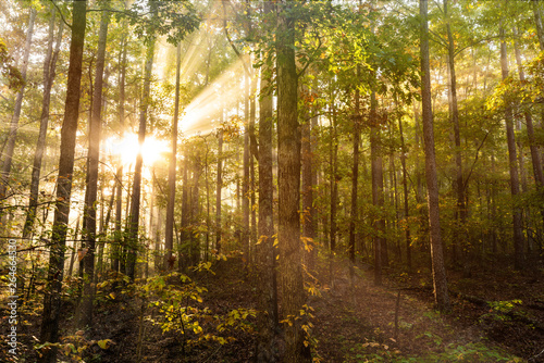Fototapeta Naklejka Na Ścianę i Meble -  Sunlight rays beam through a foggy Arkansas pine forest. The fog allows the light rays to be shown as they pierce the dense wilderness of the Ozark Mountain woods.  