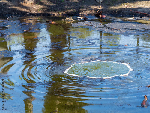 Canvas Print Contaminated dirty lake bubbling from gasses below the surface