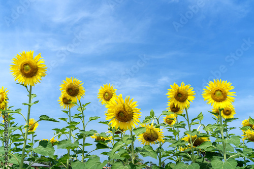 Yellow Sunflower with Blue Sky background.