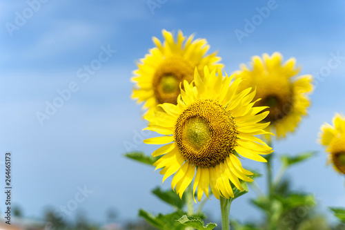 Yellow Sunflower with Blue Sky background.