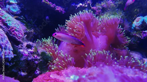 Euphyllia glabrescens Fungiids pink mushroom coral