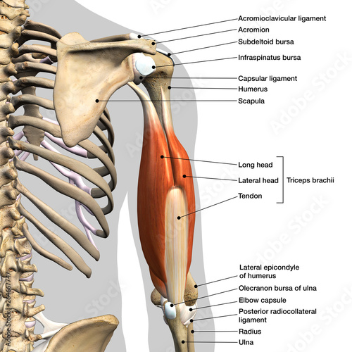 Labeled Anatomy Chart of Male Triceps Muscles, Connective Tissue and Bones on White Background photo