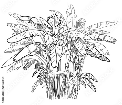 Banana palm trees. Freehand drawing with pencil. Trees with large leaves, tropical trees.
