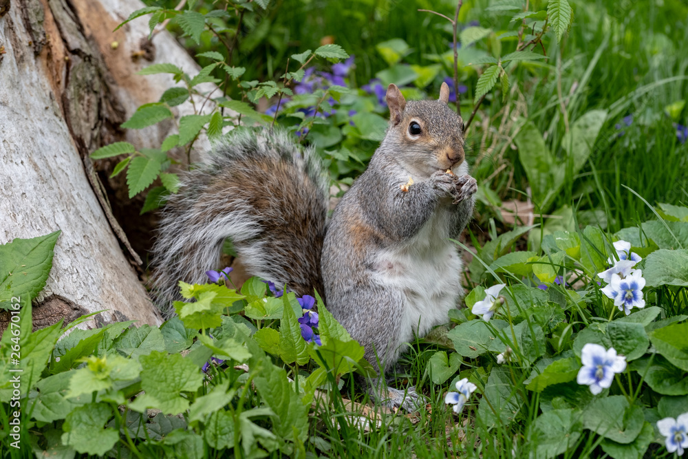 Squirrel eating nut in the Central Park New York City Squirrel eating nut in the Central Park New York City