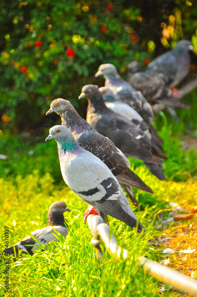 Fototapeta premium A flock of pigeons sitting on a perch and waiting for food.