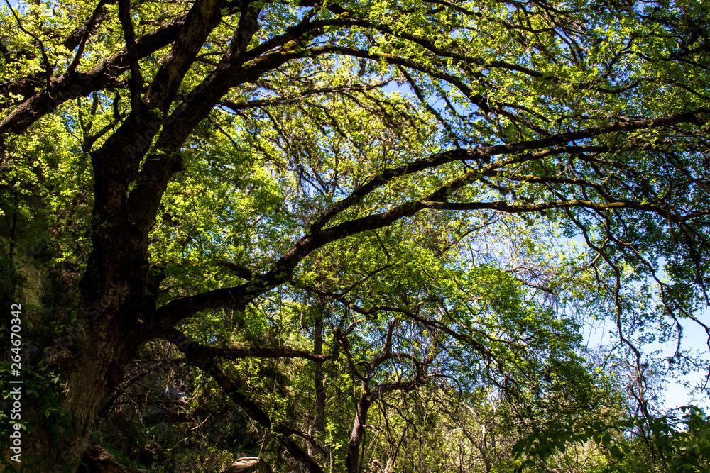 Lost Maples State Natural Area in the Hill Country of Texas Lost Maples State Natural Area in the Hill Country of Texas