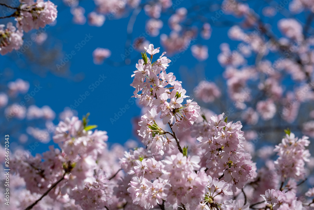 Pink Blossoms in spring of Central Park New York City Pink Blossoms in spring of Central Park New York City