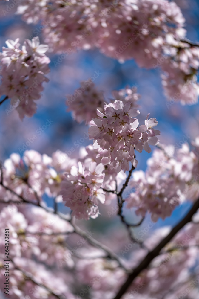 Pink Blossoms in spring of Central Park New York City