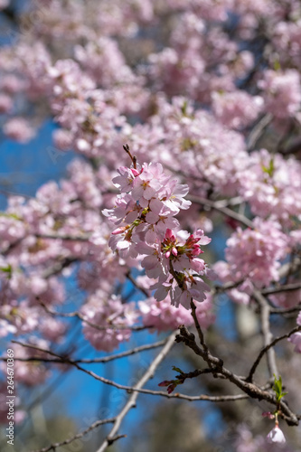 Pink Blossoms in spring of Central Park New York City © Edi Chen