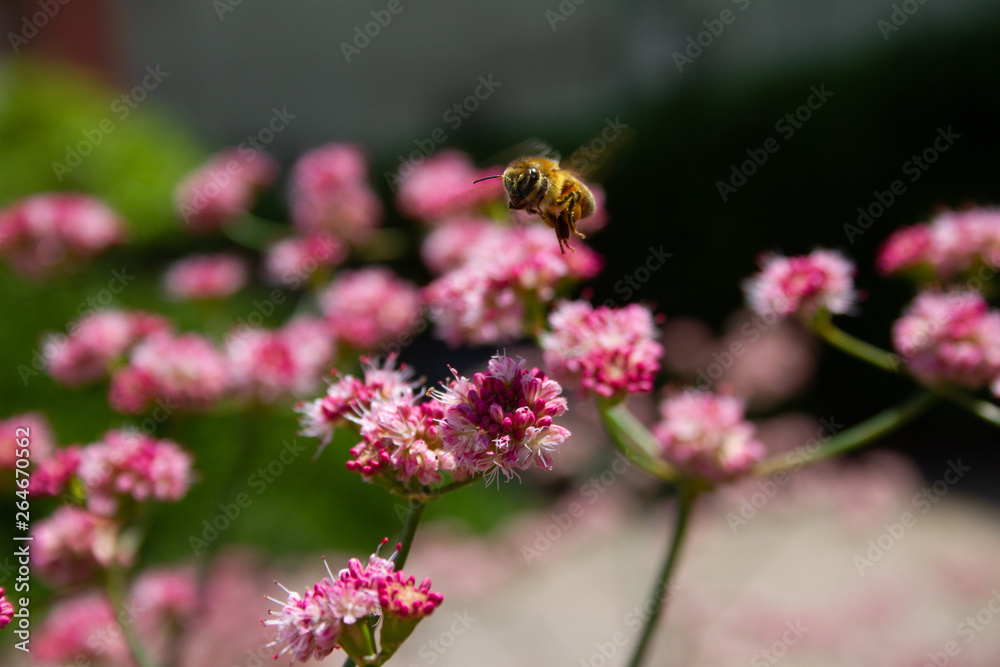 Worker bee Worker bee