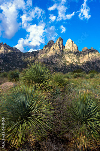 Dawn light and native yucca plants at Organ Mountains-Desert Peaks National Monument in New Mexico