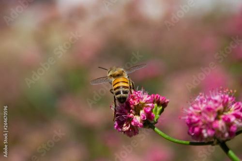 Worker bee © martinwolfe