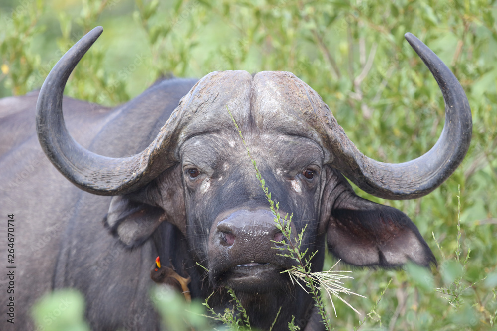 Obraz premium Kaffernbüffel / Buffalo / Syncerus caffer