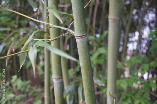 bamboo stalk