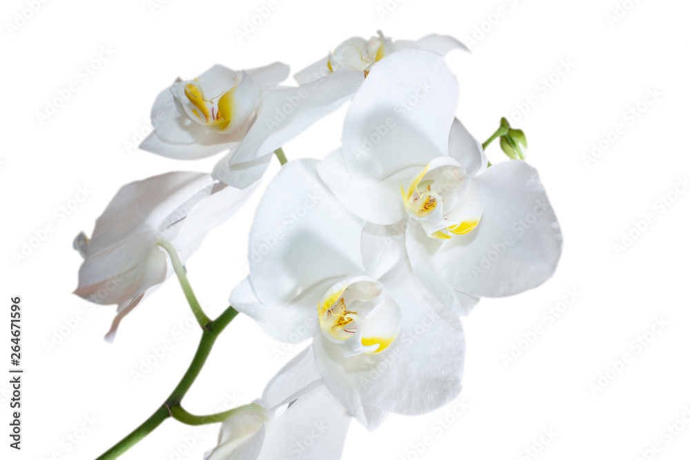Close up of white orchids on with a button to bloom Close up of white orchids on with a button to bloom