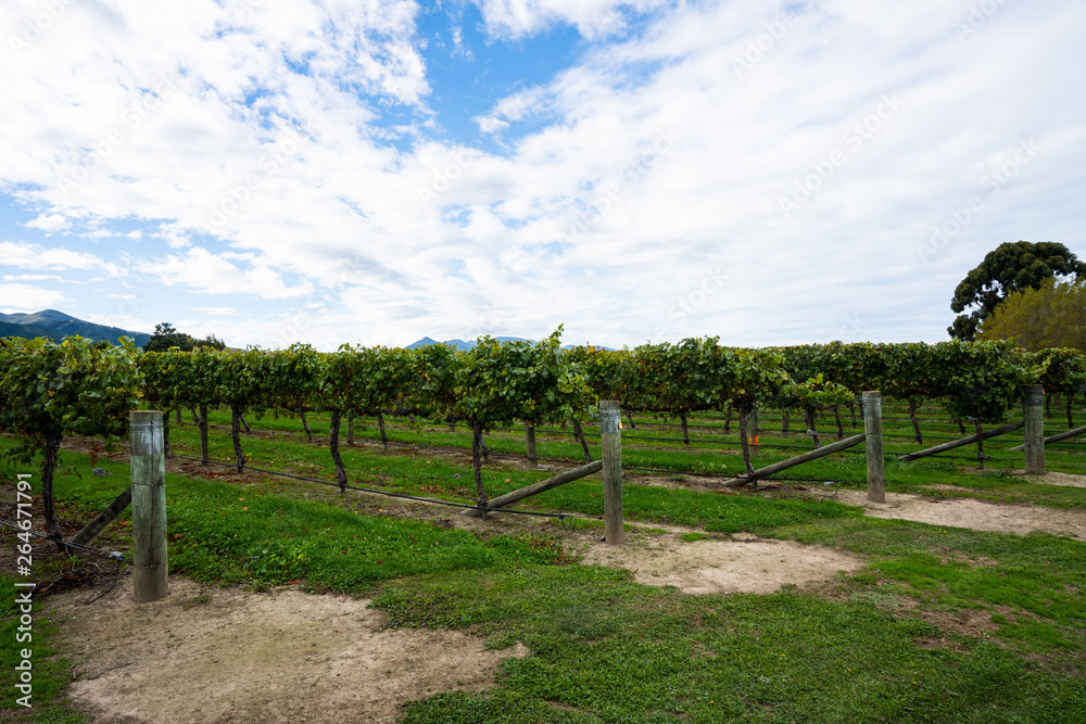 Rows of grape vines in a vineyard in Blenheim New Zealand