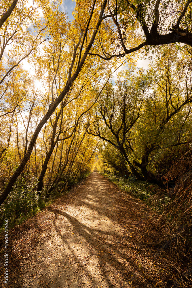 Beautiful trees in Glenorchy, New Zealand during Autumn