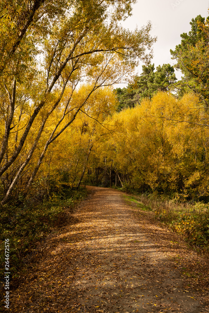 Naklejka premium Beautiful trees in Glenorchy, New Zealand during Autumn