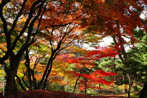 もみじ 紅葉 逆光 庭園 日本 晴れ 露出 違い 赤 緑 対比