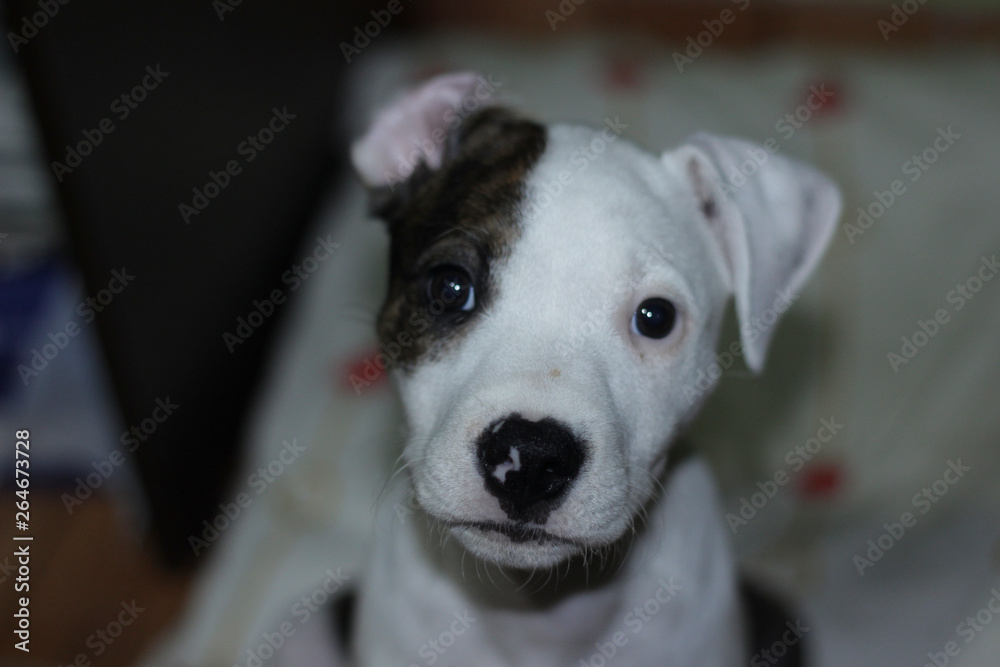 Pitbull kali