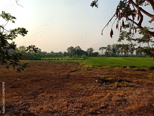 Thai agricultural areas in the summer10 photo