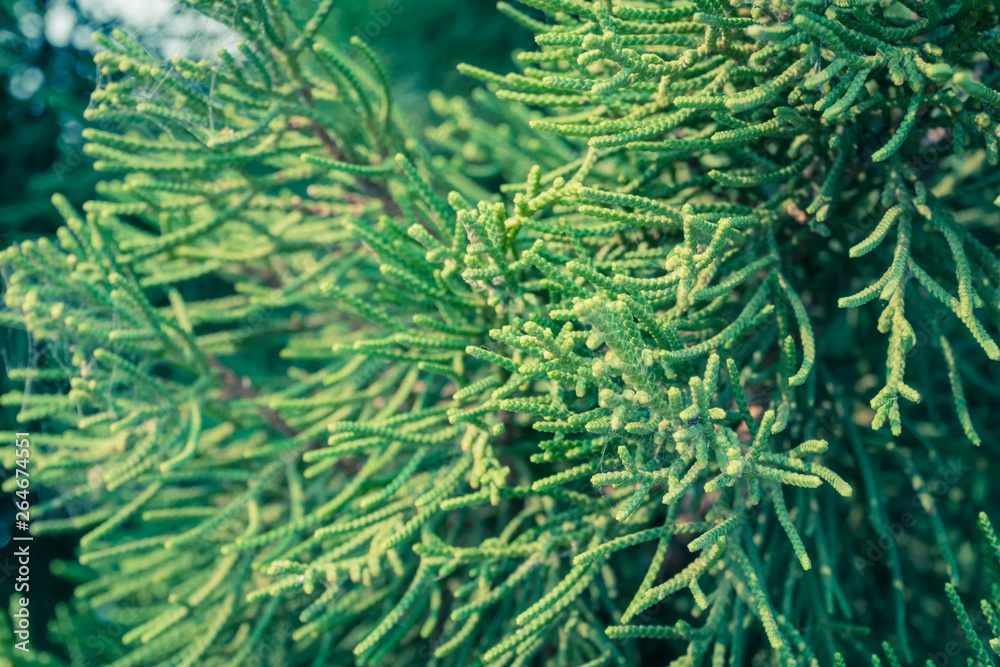Vintage Green Pine Background Right Frame
