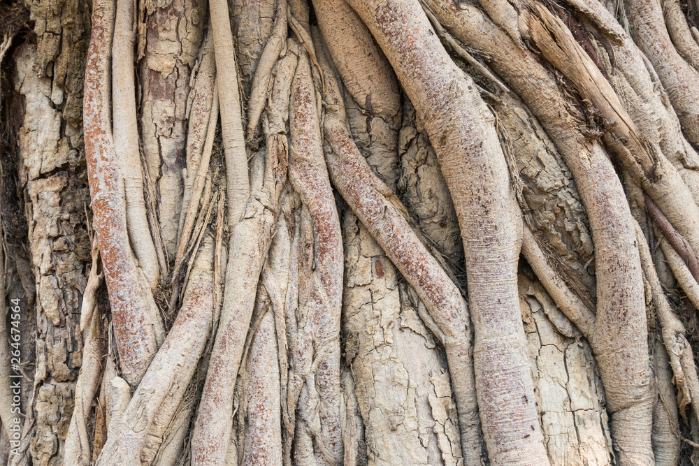 Old Tree Roots Background Wide Angle View Old Tree Roots Background Wide Angle View
