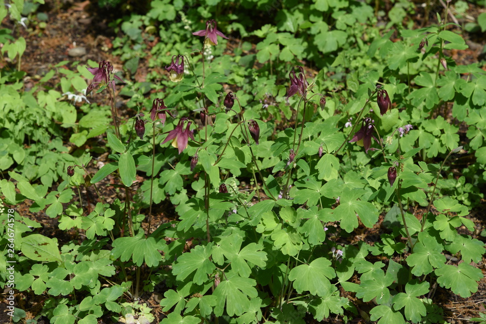 Aquilegia buergeriana flowers / Alpine plants Aquilegia buergeriana flowers / Alpine plants