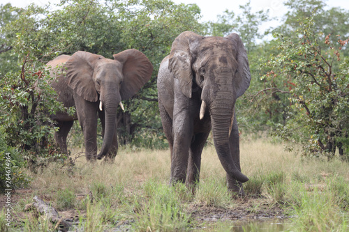 Afrikanischer Elefant / African elephant / Loxodonta africana