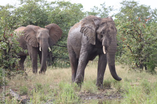 Afrikanischer Elefant   African elephant   Loxodonta africana