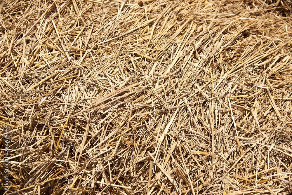 Background pattern of brown dry straw Background pattern of brown dry straw