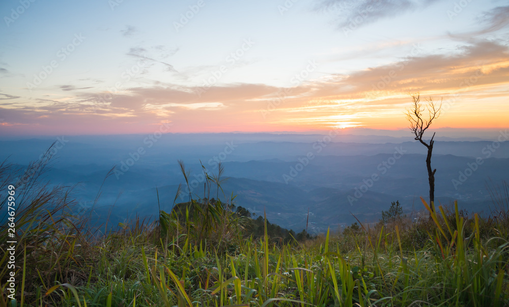 Gold Sunset Light with Dried Tree at Phu Langka National Park Thailand