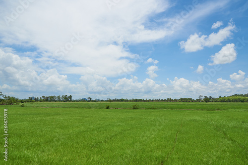 Scene of green rice field and coconut palm tree on blue sky background