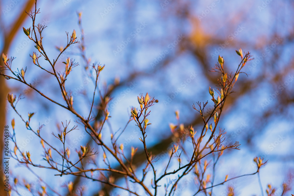 New leaves on a berry bush in early spring New leaves on a berry bush in early spring