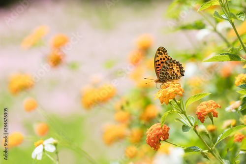 お花畑と蝶々 photo