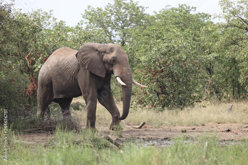 Afrikanischer Elefant   African elephant   Loxodonta africana