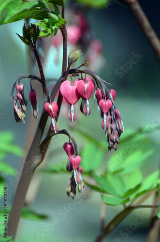 Dicentra spectabils - Bleeding Heart Flowers in sunny day. photo