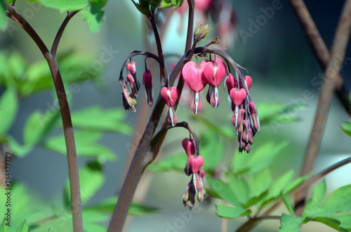 Dicentra spectabils - Bleeding Heart Flowers in sunny day. photo