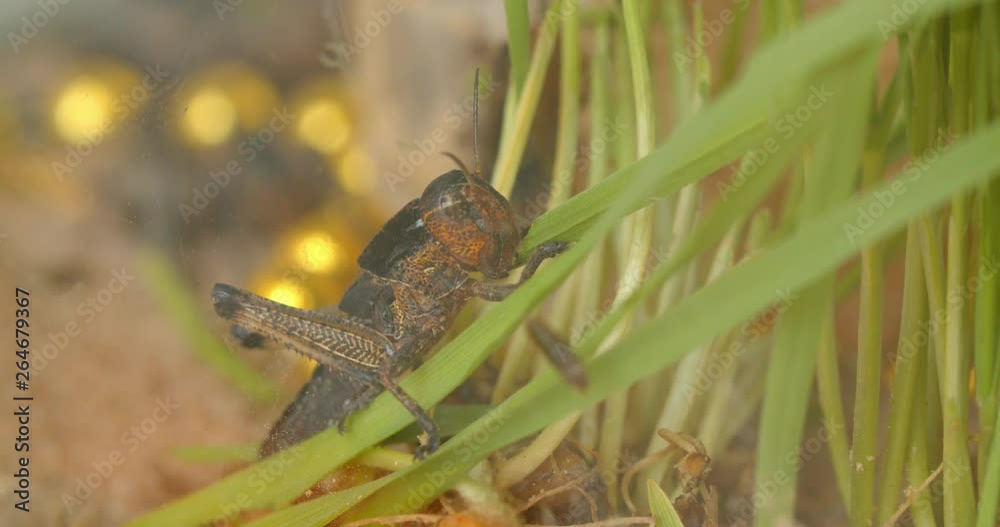 Close-up shot of grasshopper in profile eating green plants on white background. Close-up shot of grasshopper in profile eating green plants on white background.