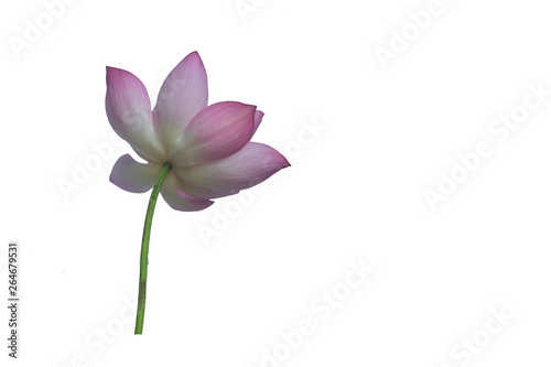 A beautiful pink lotus clipping path