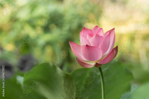 A lotus is blooming beautifully in a pond 