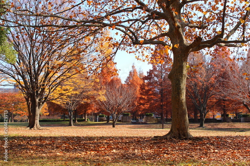 公園の紅葉