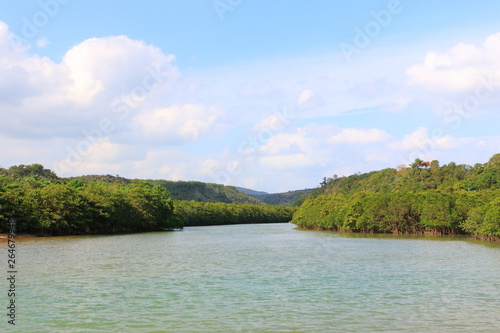 mangrove forest © kapi