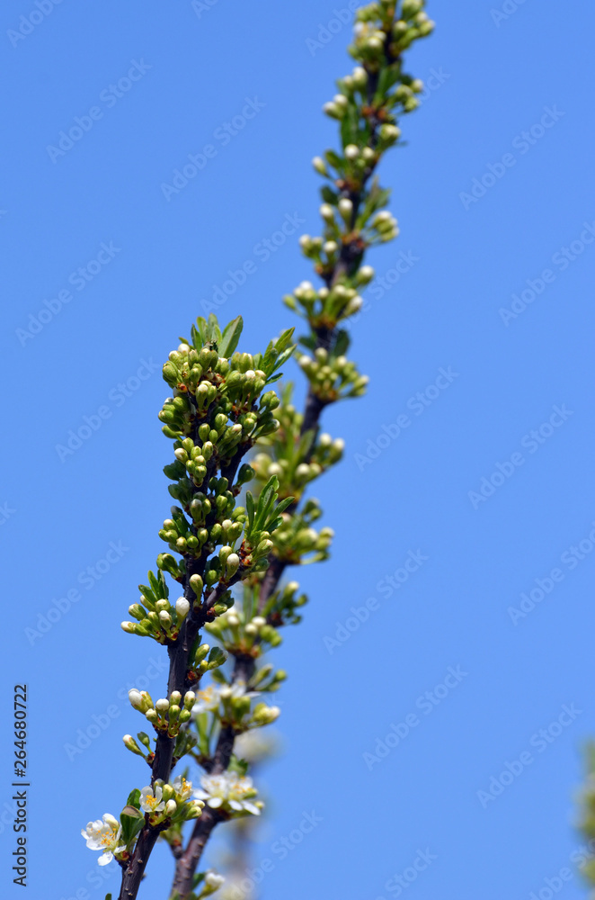 Burkwood osmanthus - Latin name - Osmanthus x burkwoodii.Evergreen shrub in the family Oleaceae native to southern China and cultivated as an ornamental Burkwood osmanthus - Latin name - Osmanthus x burkwoodii.Evergreen shrub in the family Oleaceae native to southern China and cultivated as an ornamental